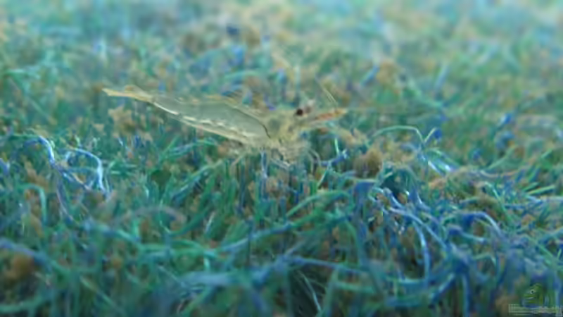 Garnelenzucht im Filterbecken (Malawi)