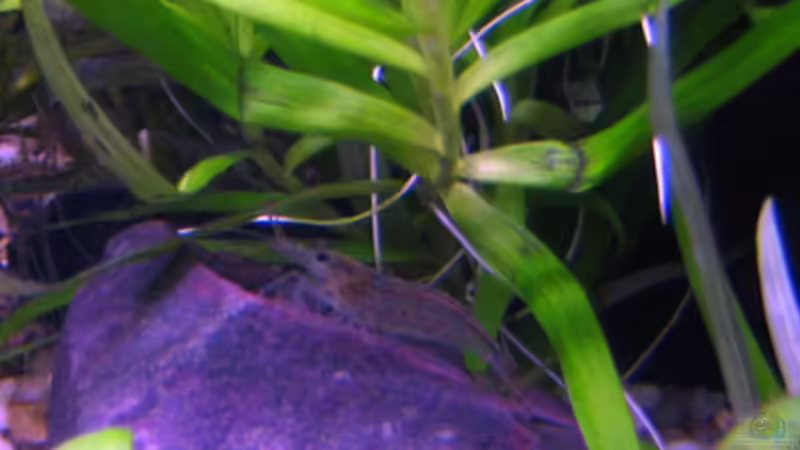 garnelos von katharina (15)