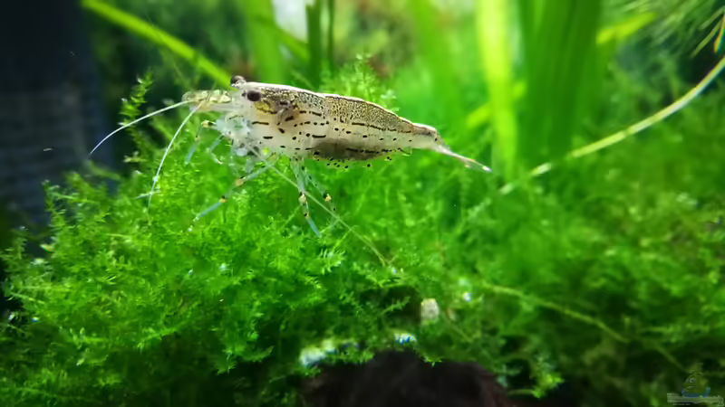 Garni  von gonzi (4)