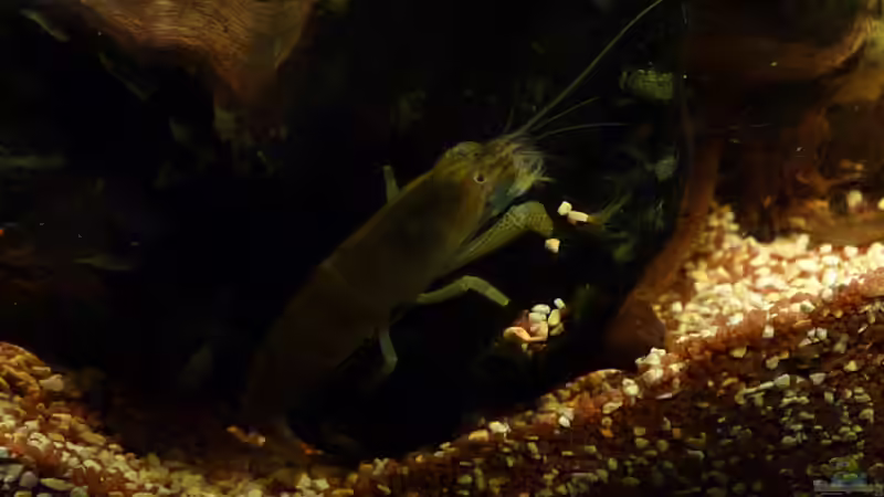 Aquarien mit Atya gabonensis (Monsterfächergarnele)