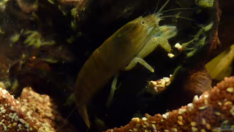 Aquarien mit Atya gabonensis (Monsterfächergarnele)