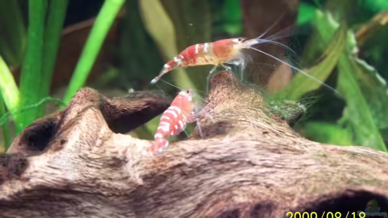 Garni`s von cupra2009 (21)