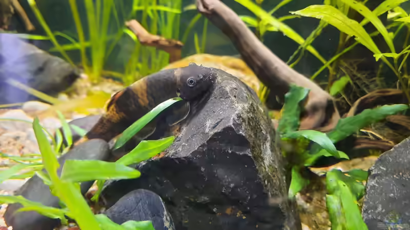 Garra 02.01.2021 von okefenokee (77)