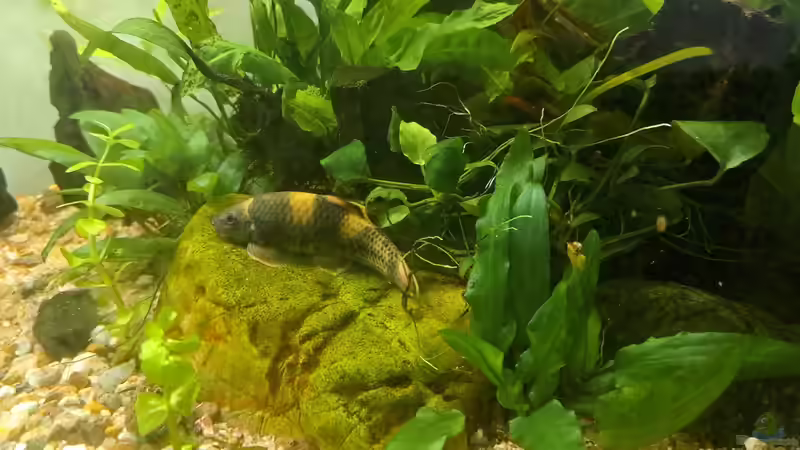 Garra 22.09.2023 von okefenokee (81)