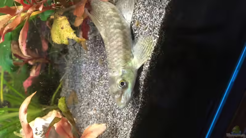 Aquarien mit Garra ceylonensis (Einrichtungsbeispiele für Ceylon Saugbarbe)