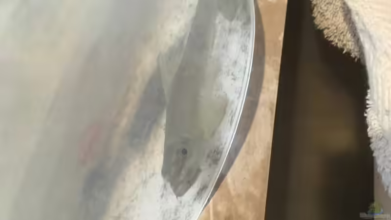 (Garra Ceylonensis) im Eimer  von Ceylon (8)