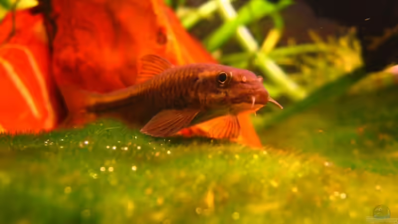 Aquarien mit Garra ceylonensis (Einrichtungsbeispiele für Ceylon Saugbarbe)