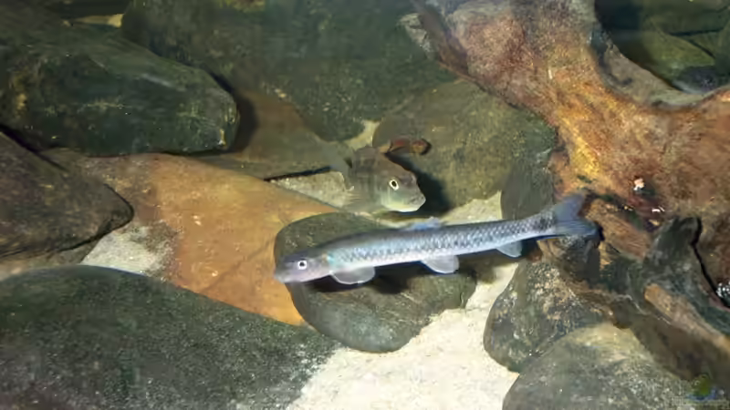 Garra congoensis, Steatocranus casuarius, Alestopetersius caudalis von Misanthrop (8)