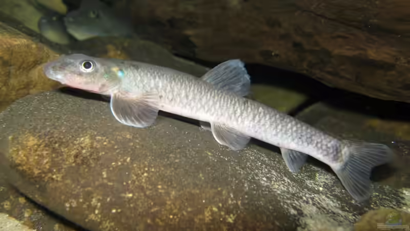 Garra congoensis von Misanthrop (19)