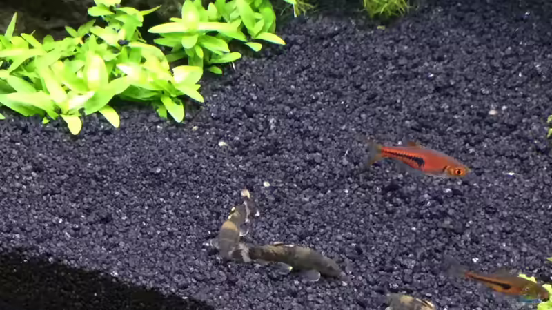 Garra flavatra  von Aquafreak1411 (10)