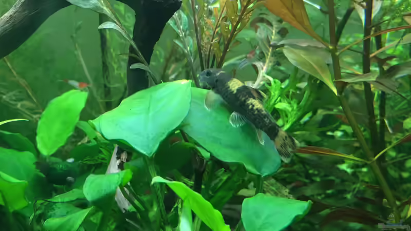 Garra flavatra  von Christian Bernreiter (28)