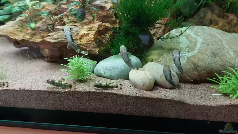 Garra flavatra  von DaniJeep (5)