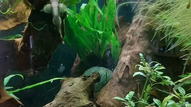 Aquarien mit Garra flavatra (Prachtalgenfresser)