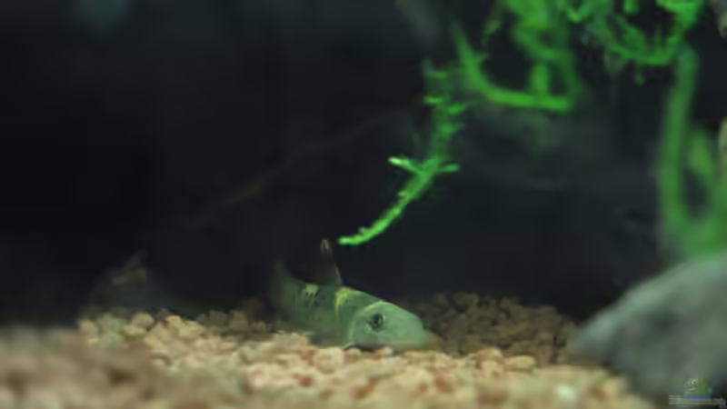 Aquarien mit Garra-Arten