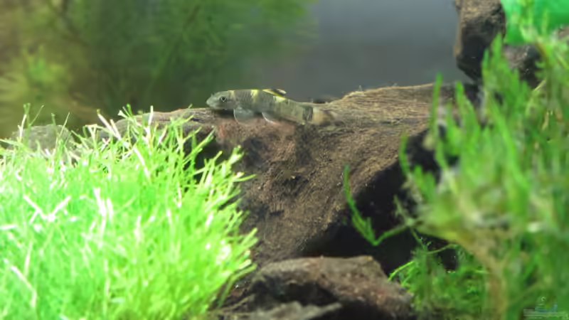 Garra Flavatra 02 - an Wurzel von Frank H. (6)