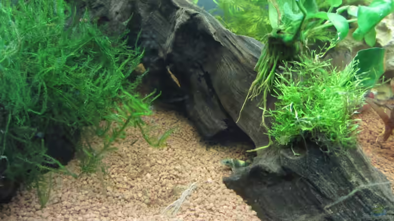 Aquarien mit Garra flavatra (Prachtalgenfresser)