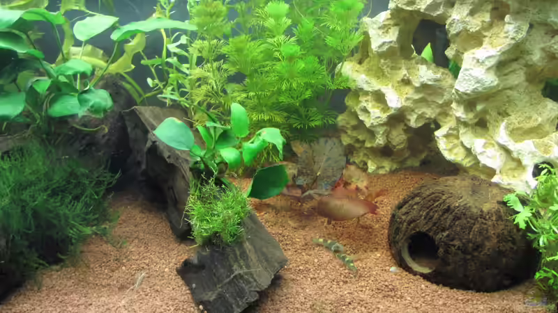 Aquarien mit Garra flavatra (Prachtalgenfresser)