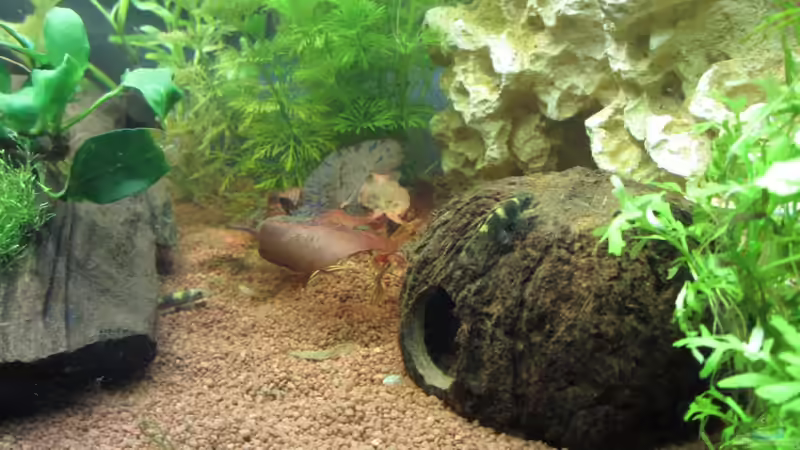 Aquarien mit Garra-Arten