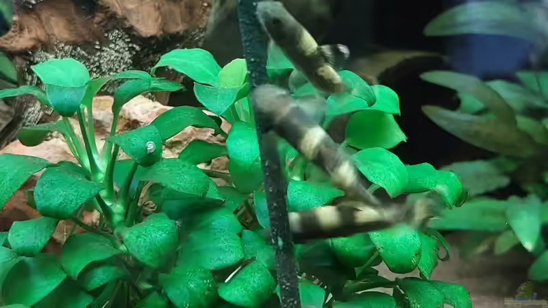 Garra flavatra an Garnelenlollie von DaniJeep (11)