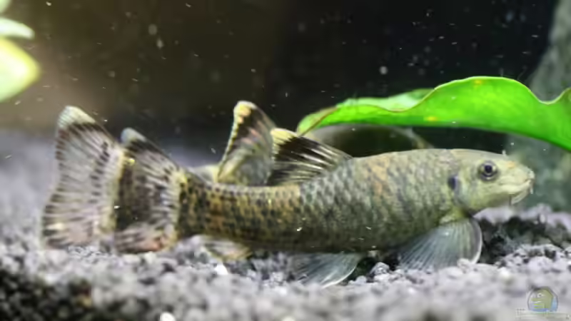 Garra flavatra beim Balzen? Sie änderten ihr Farbe und wuselten wild aneinander von 77Markus (12)