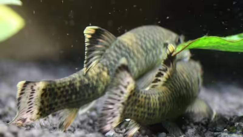 Garra flavatra beim Balzen? Sie änderten ihr Farbe und wuselten wild aneinander von 77Markus (13)