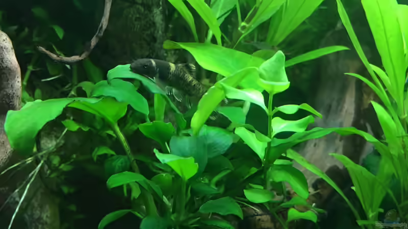 Garra flavatra eine kleine Ruhepause von Christian Bernreiter (29)