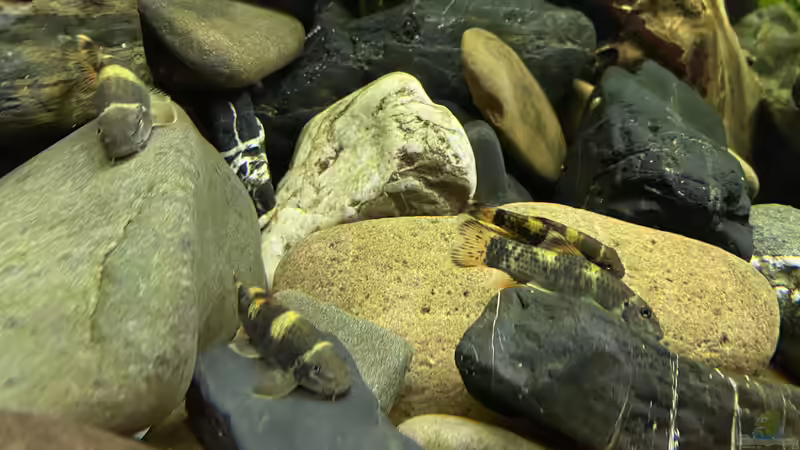 Aquarien mit Garra-Arten