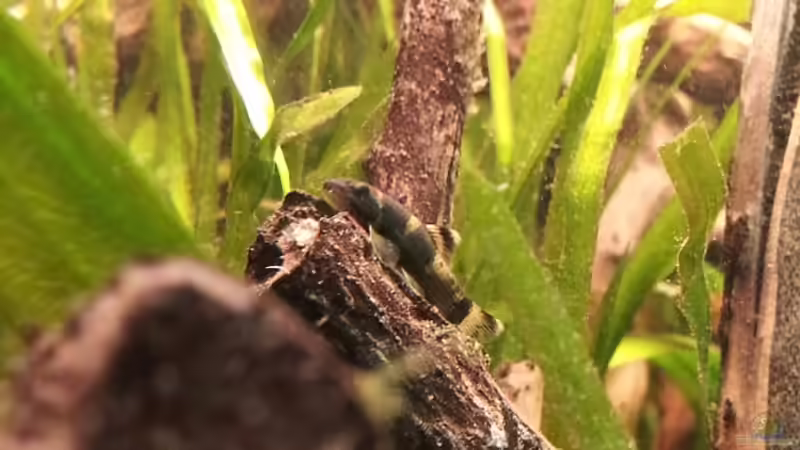 Garra Flavatra Jung von Faxe (20)