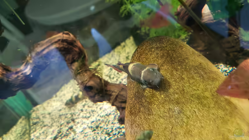 Garra flavatra (leidert nicht mehr existent) von Sunnyboy_72 (54)