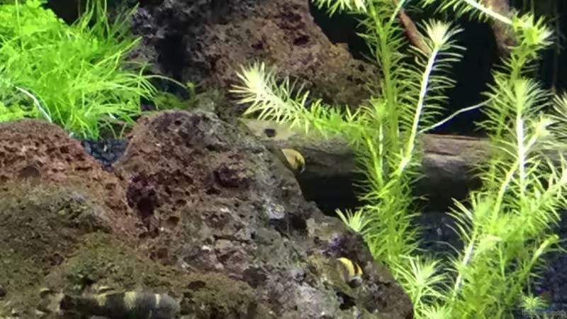 Garra Flavatra und Geweihschnecke beim Putzen  von Aquafreak1411 (3)