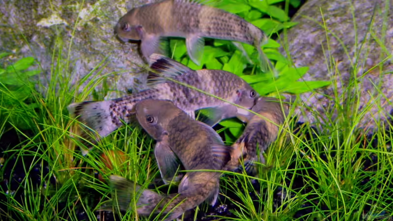 Garra flavatra von Bjarke (15)