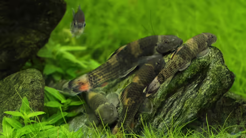 Garra flavatra von Bjarke (19)