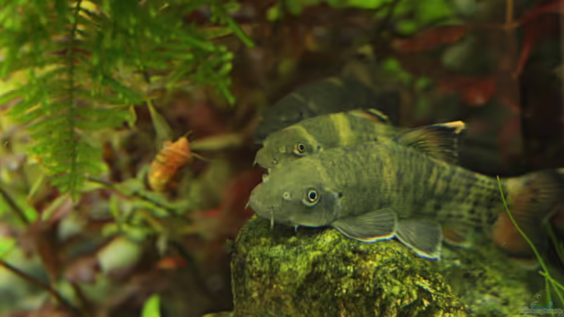 Garra flavatra von Bjarke (20)