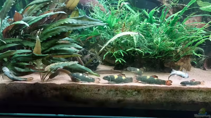 Garra flavatra von DaniJeep (24)