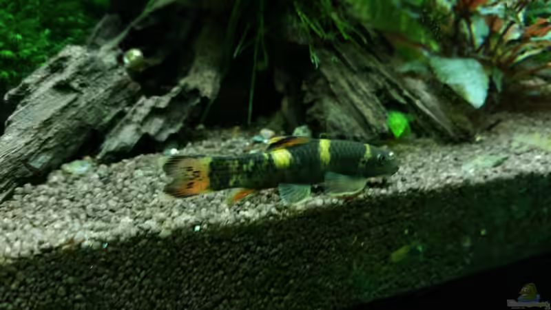 Garra flavatra von foxi (40)