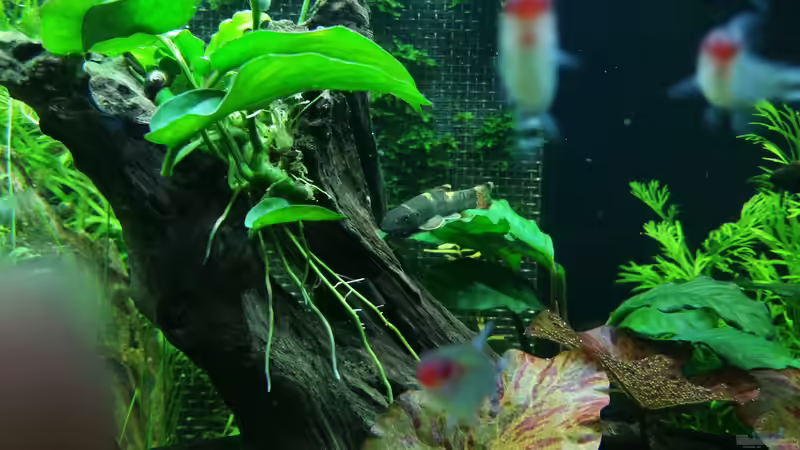 Garra flavatra von foxi (41)