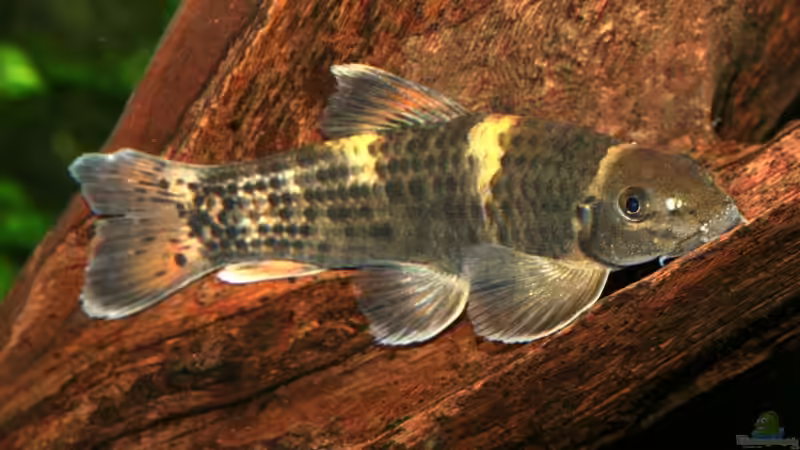 Garra flavatra von Martin G. (4)