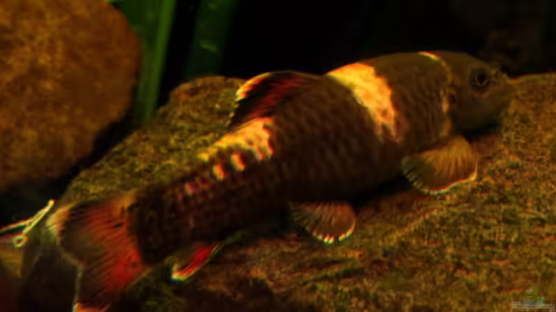 Garra flavatra von misch (10)