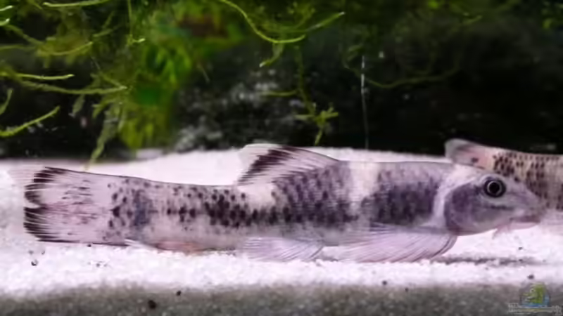 Garra flavatra von Simone Baumeister (12)