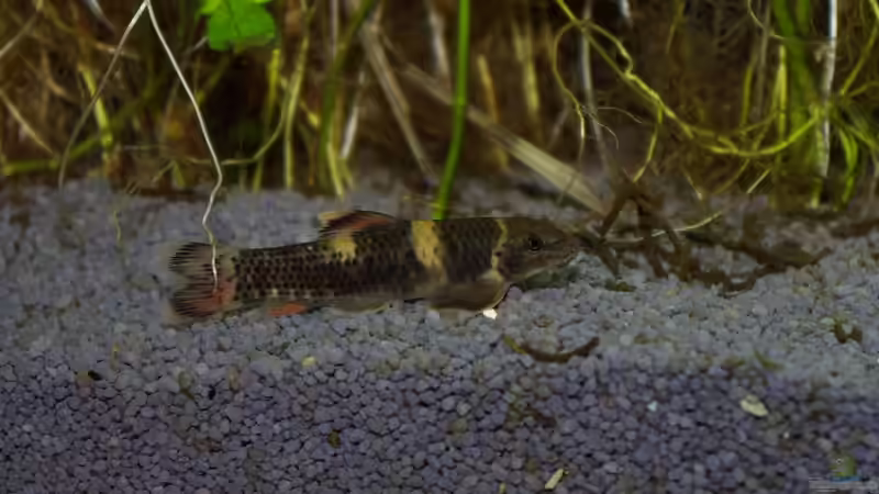 Garra Flavatra von Tobias Huber (31)