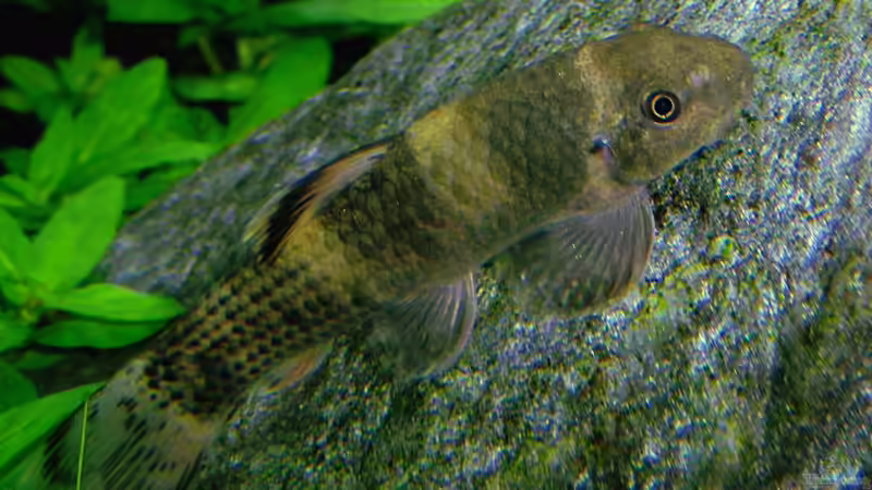 Aquarien mit Garra flavatra (Prachtalgenfresser)