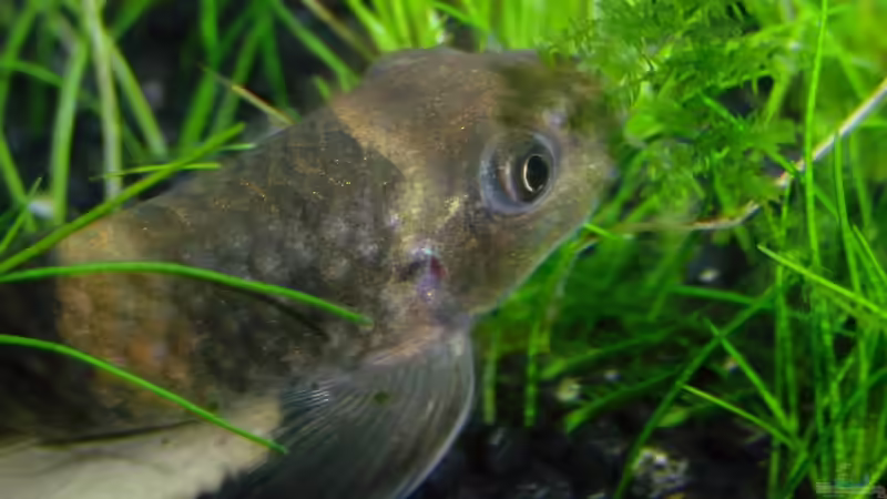 Aquarien mit Garra flavatra (Prachtalgenfresser)