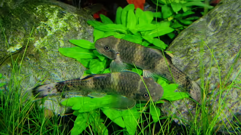 Aquarien mit Garra flavatra (Prachtalgenfresser)