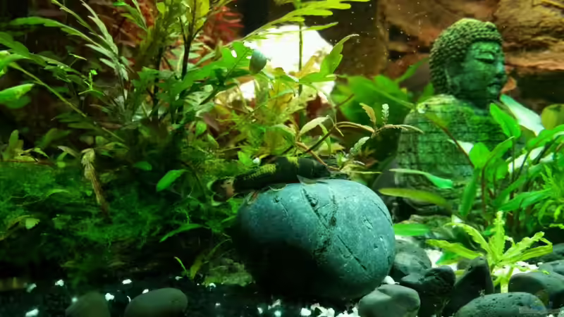 Aquarien mit Garra flavatra (Prachtalgenfresser)