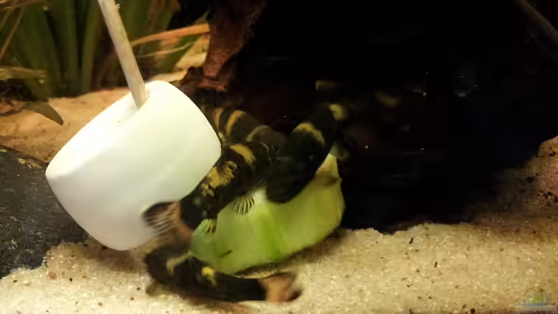 Garra Gurkenkiller Flavatra :) von Faxe (18)