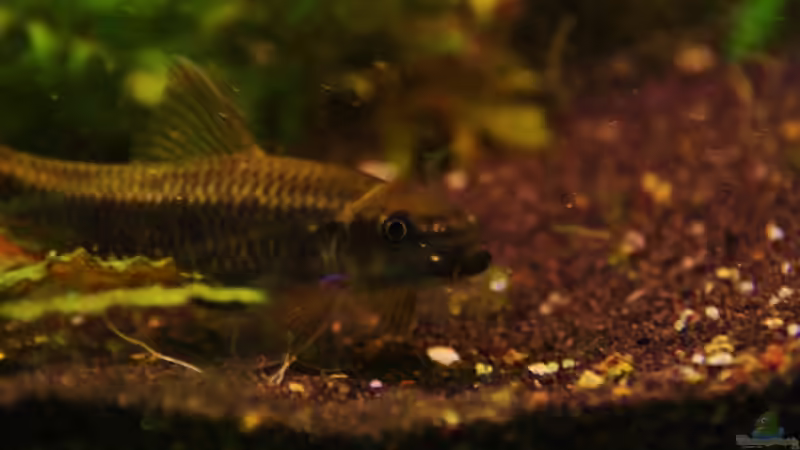 garra von aquamike (32)