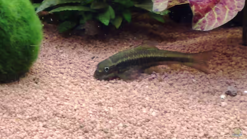 Garra von Marcel Kirchhoff (17)