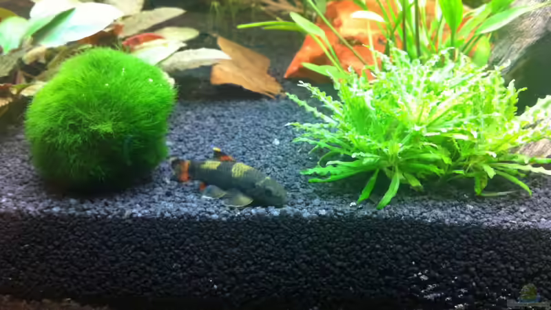 Garra von Nastassja&Mario T (21)