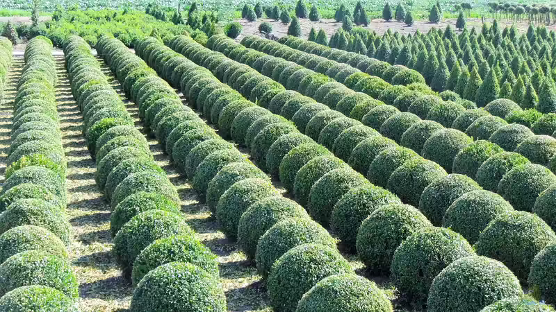 Gartencenter oder Baumschule? Der große Vergleich für Gartenfreunde