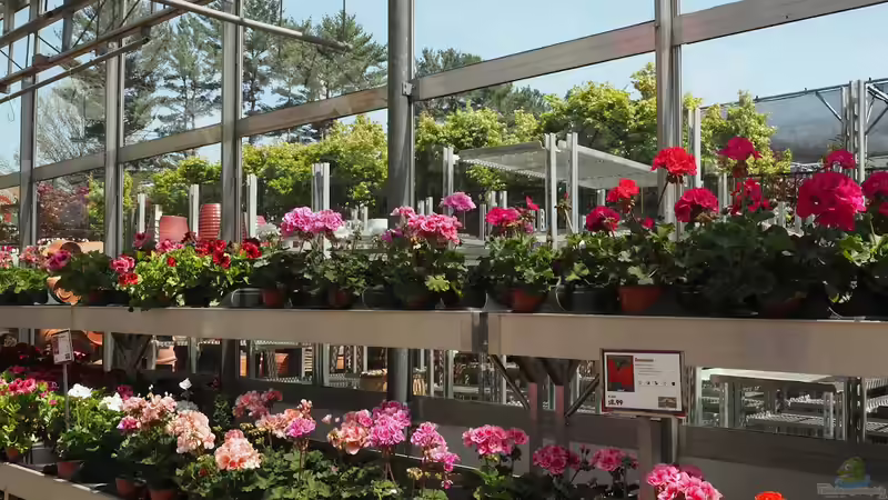 Gartencenter oder Baumschule? Der große Vergleich für Gartenfreunde
